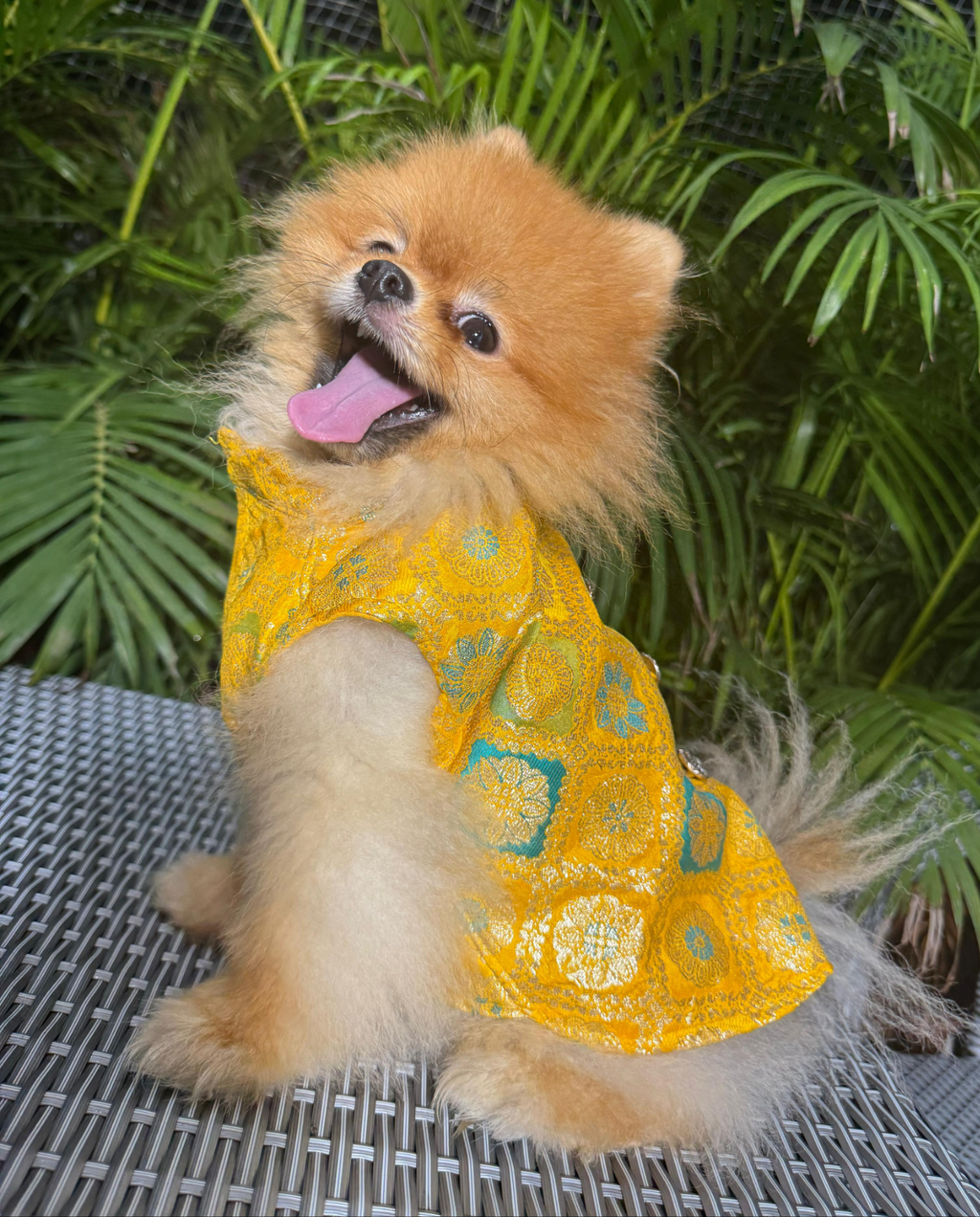 Small dog wearing a yellow dress with green patterns, sitting on a metal surface with green foliage in the background.