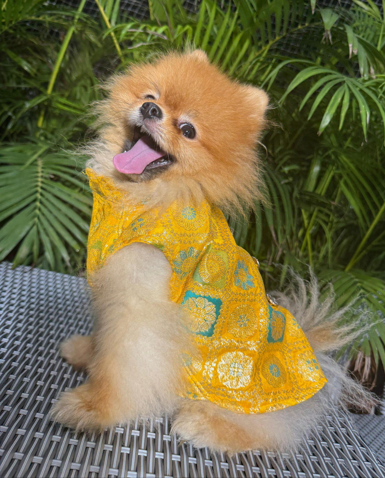 Small dog wearing a yellow dress with green patterns, sitting on a metal surface with green foliage in the background.