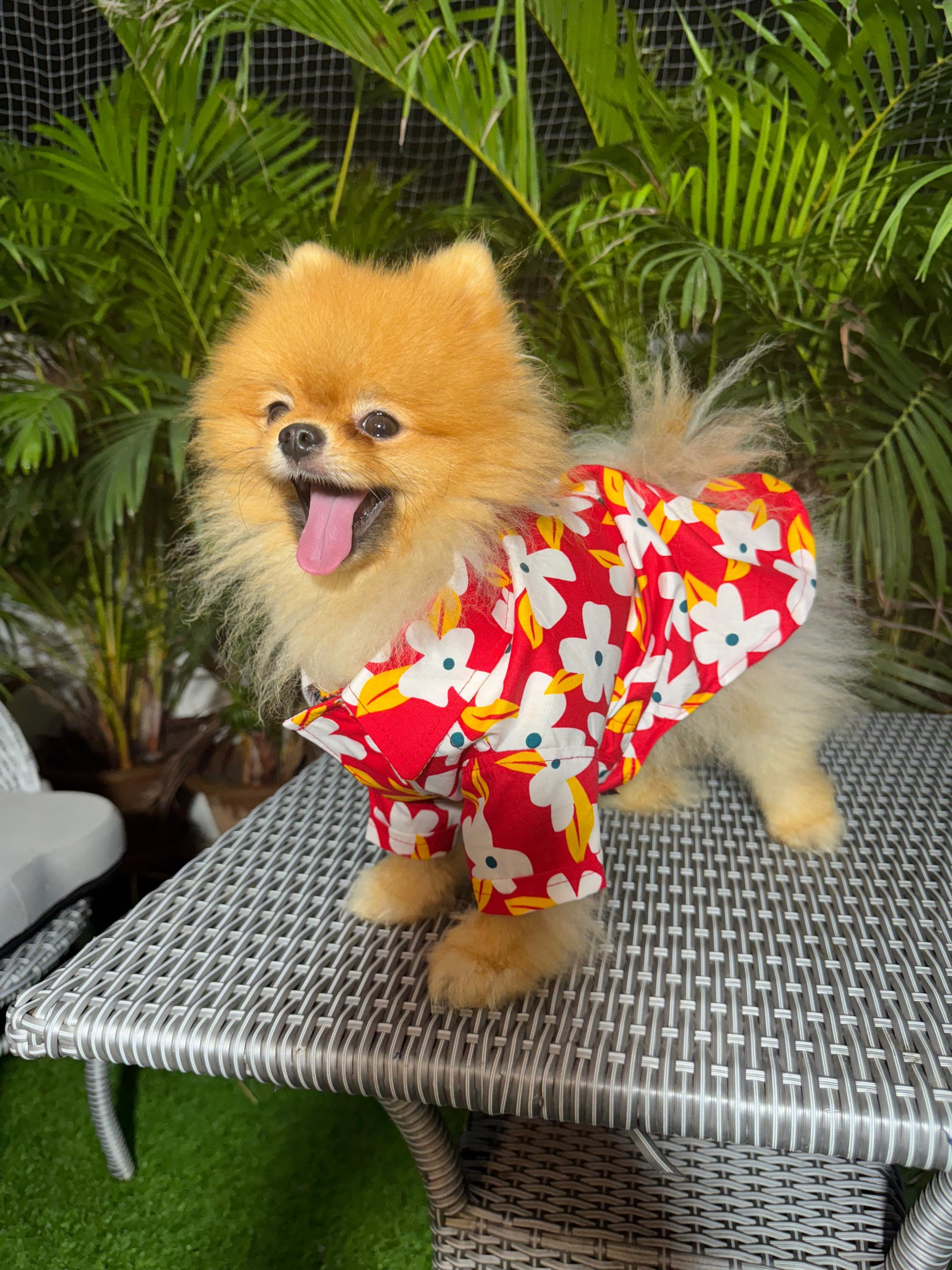 Island Bloom Dog Shirt – Red with White Flowers