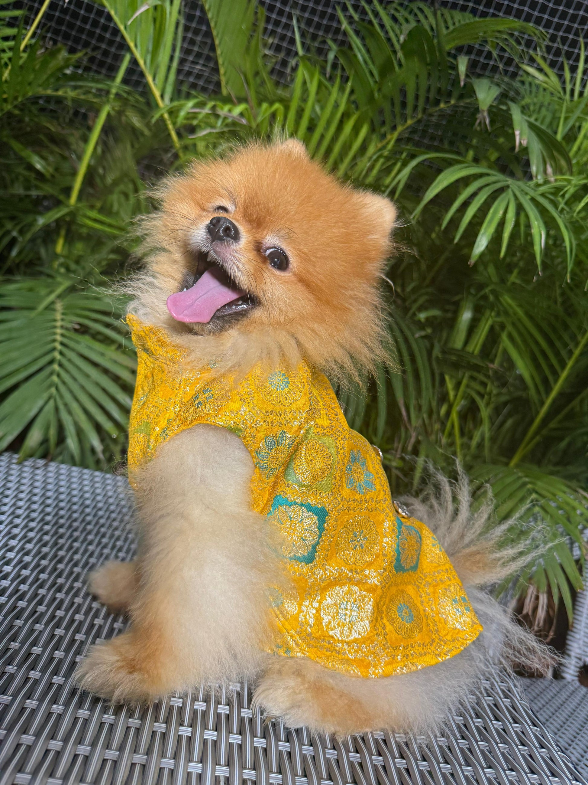 Sunshine Yellow Jama Sherwani
