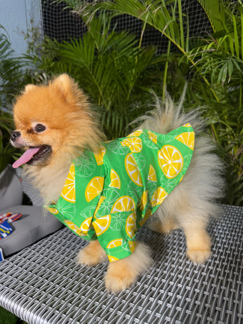 Zesty Citrus Dog Shirt