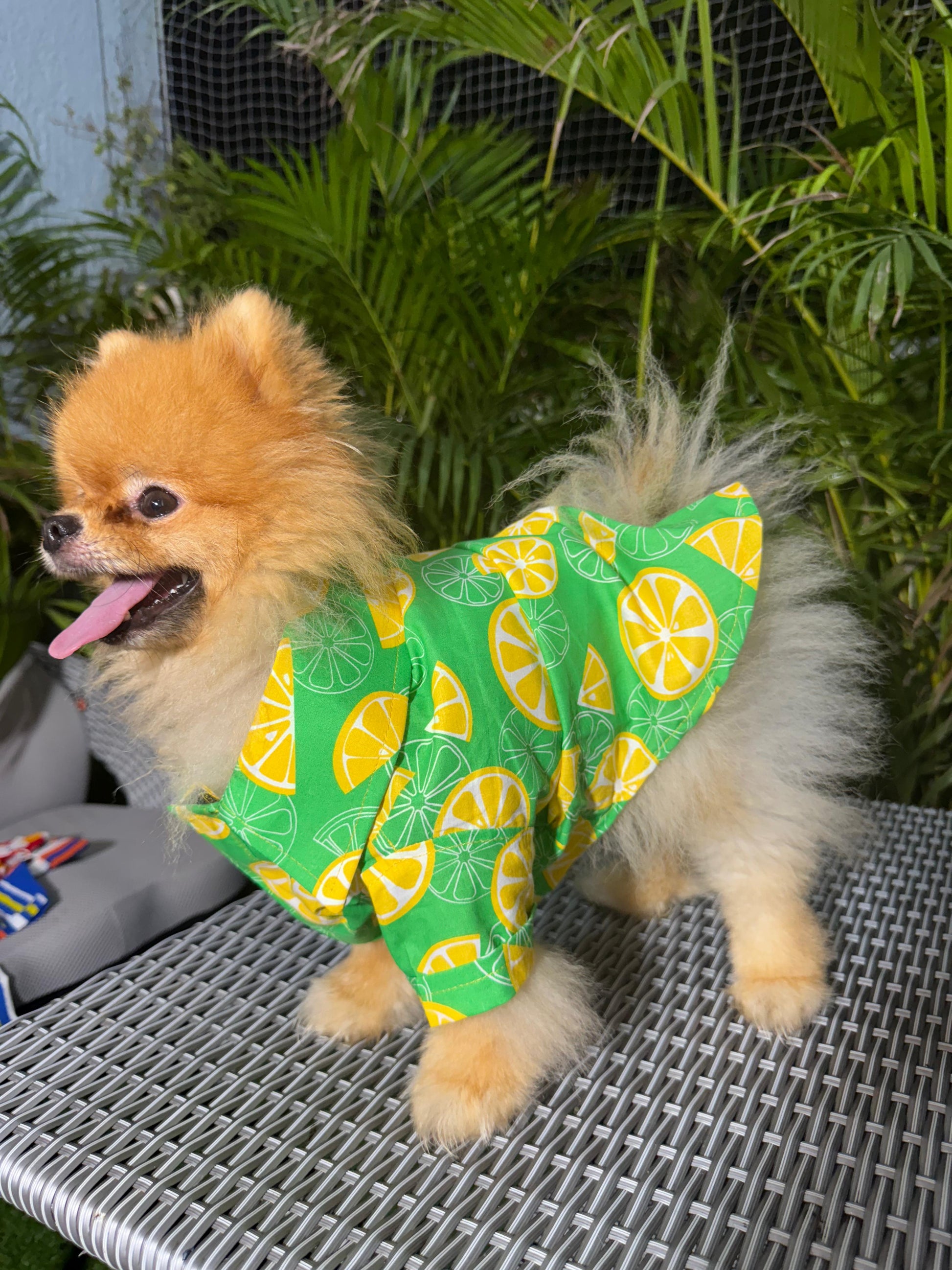 Zesty Citrus Dog Shirt