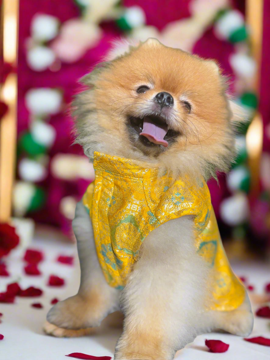 Sunshine Yellow Jama Sherwani