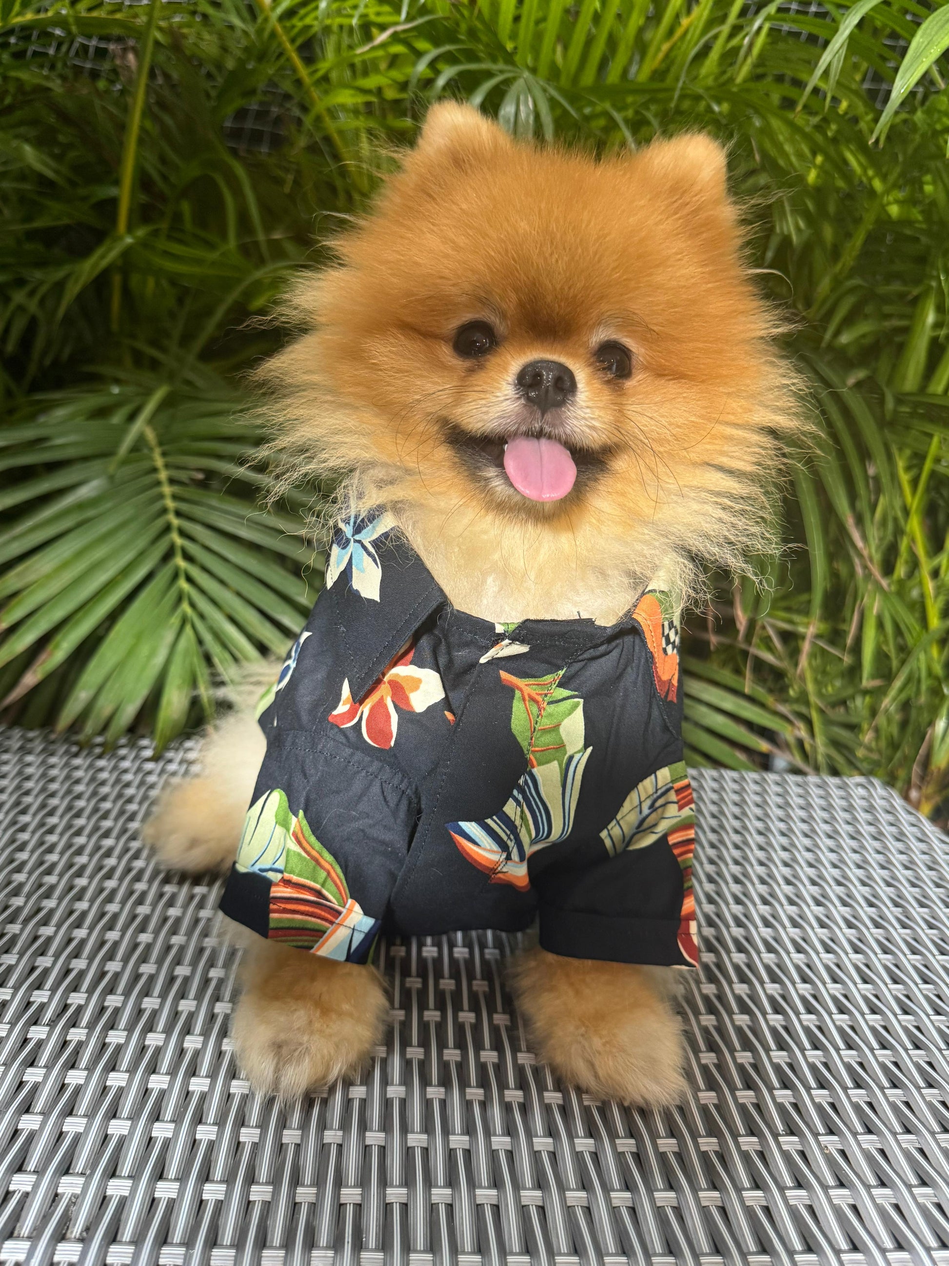 Tropical Paradise Dog Shirt – Black