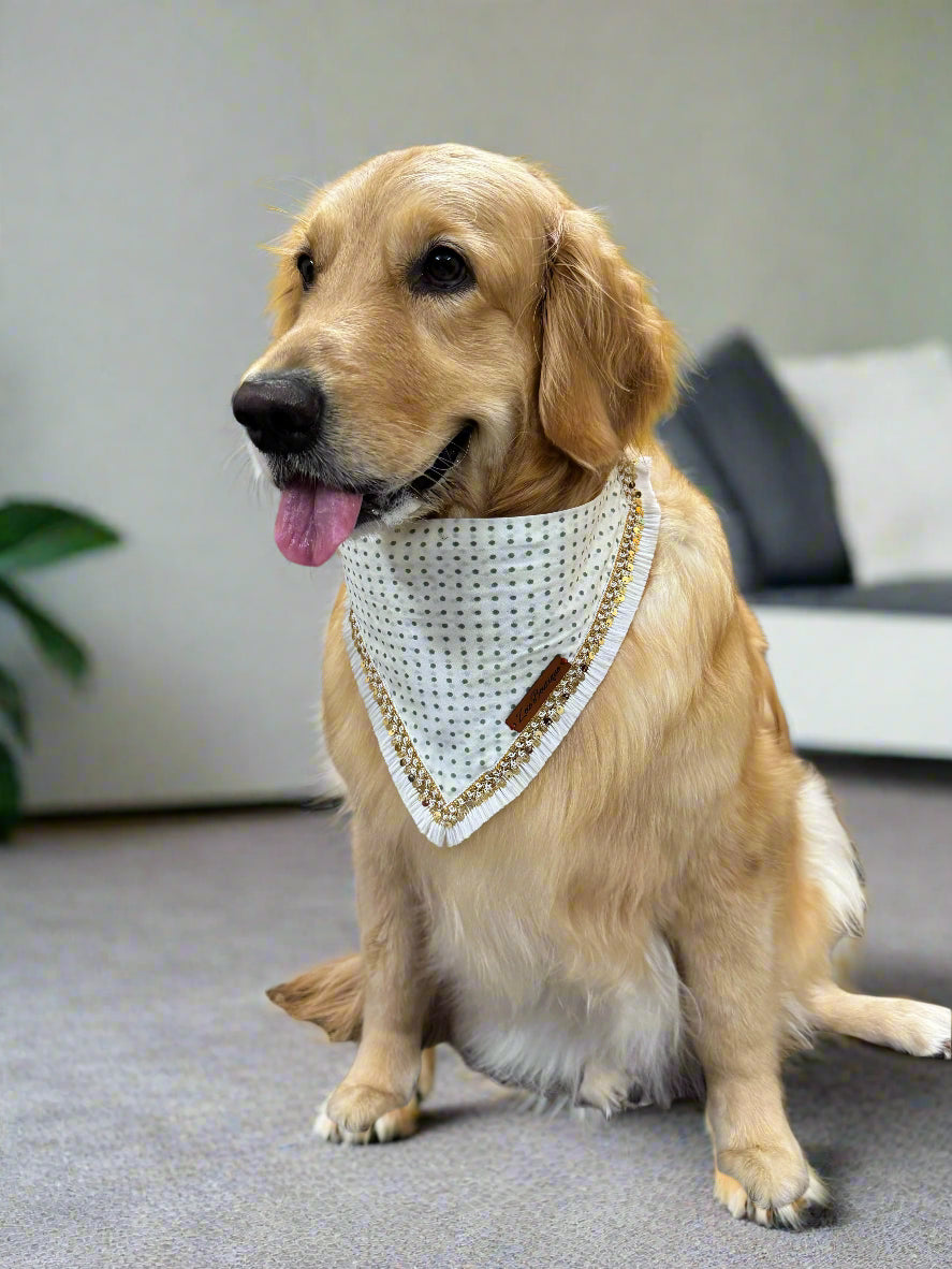 Golden retriever wearing a white bandana with gold trim 
