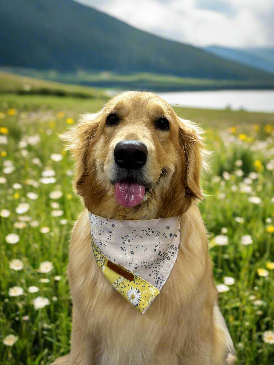 Golden retriever wearing a bandana 