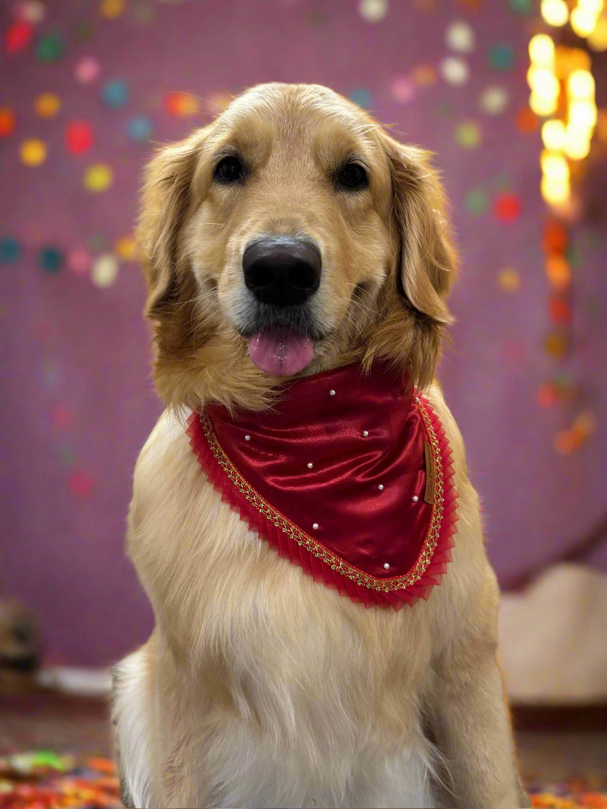 Golden retriever wearing a red bandana with beads