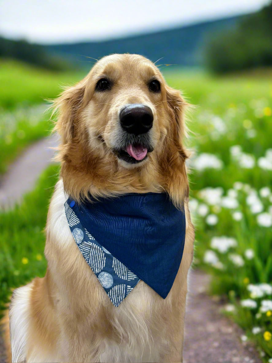 Dog wearing a blue bandana