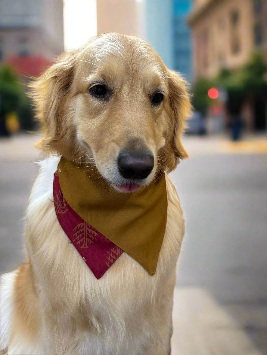 Dog wearing a mustard-colored bandana with a red inner border