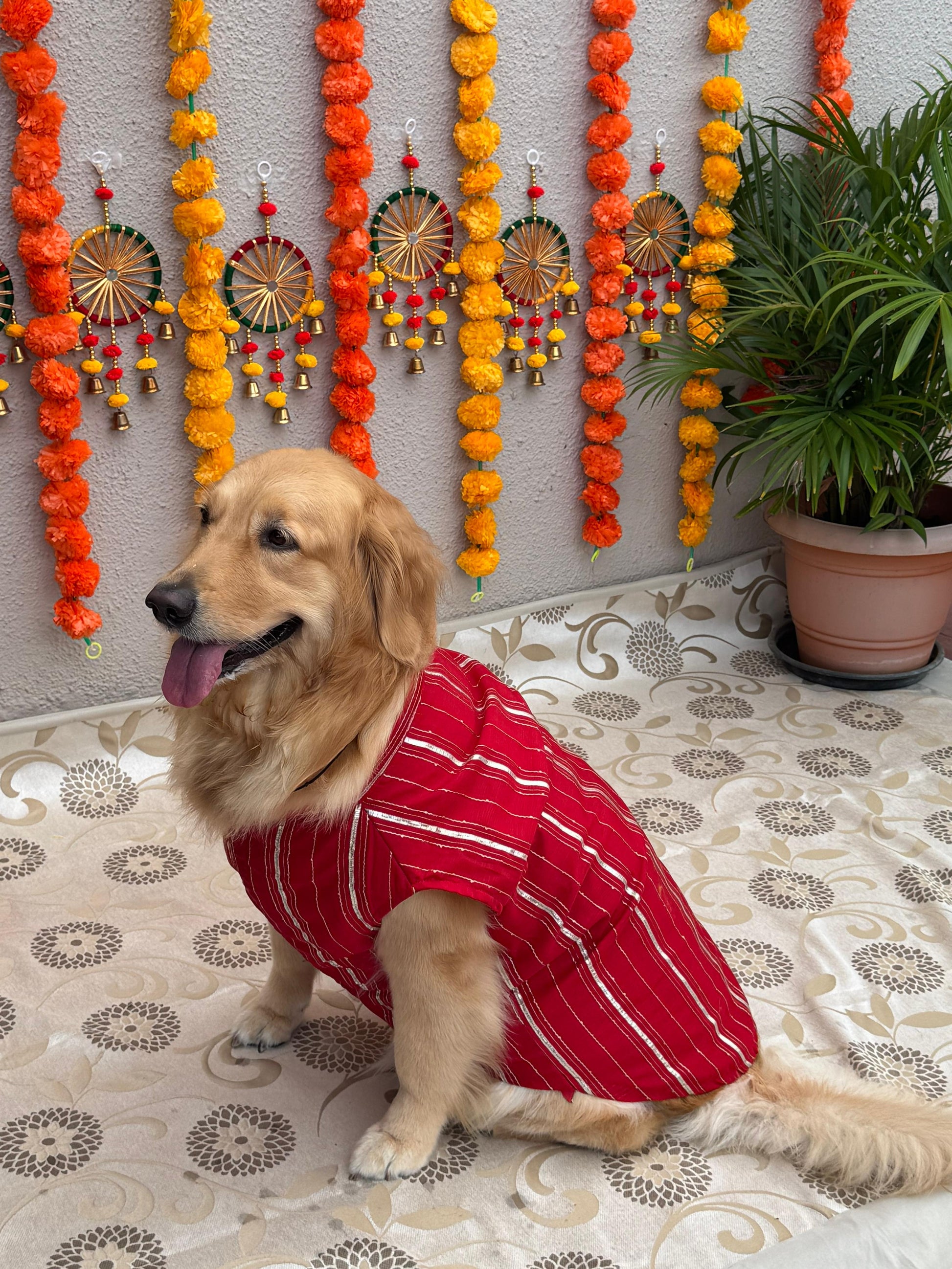 Red Cotton Chanderi Dog Sherwani with Gota – Comfortable Festive Dog Outfit
