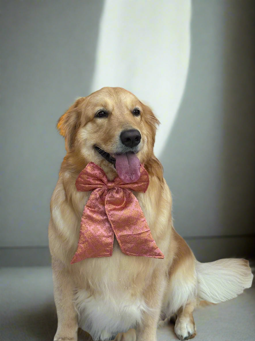 Elegant Peach Dog Sailor Bow