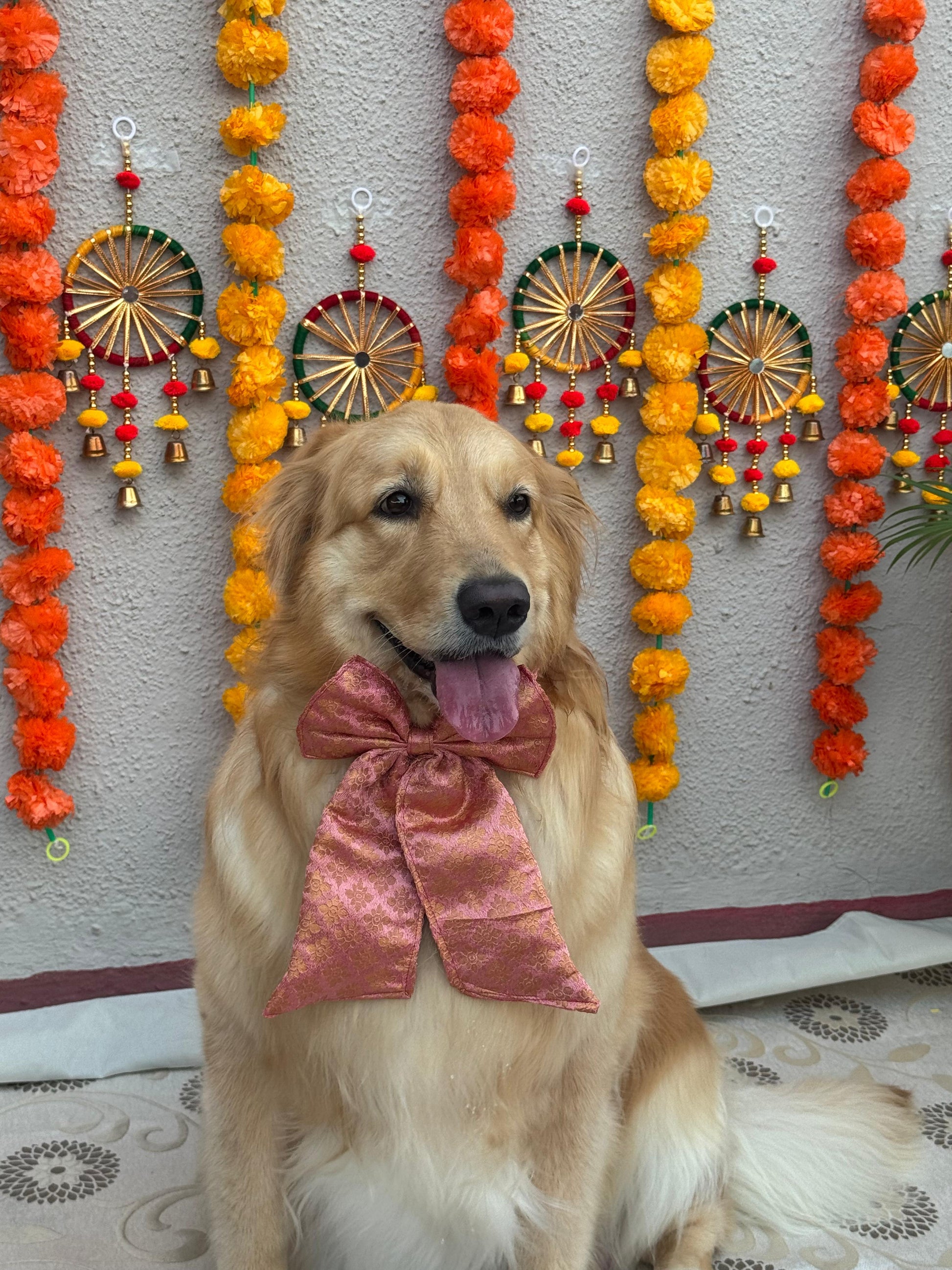 Elegant Peach Dog Sailor Bow