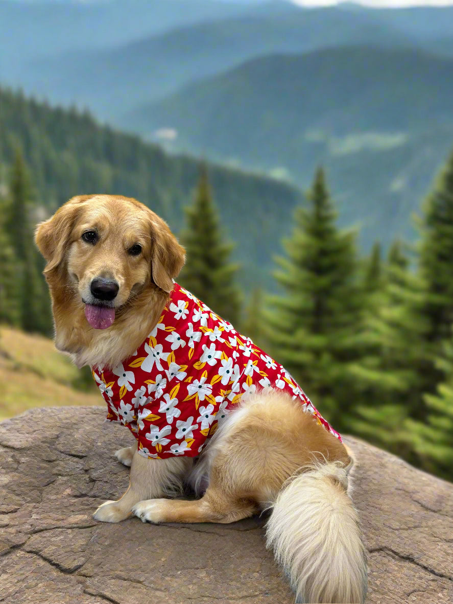 dog wearing red and white flora shirt
