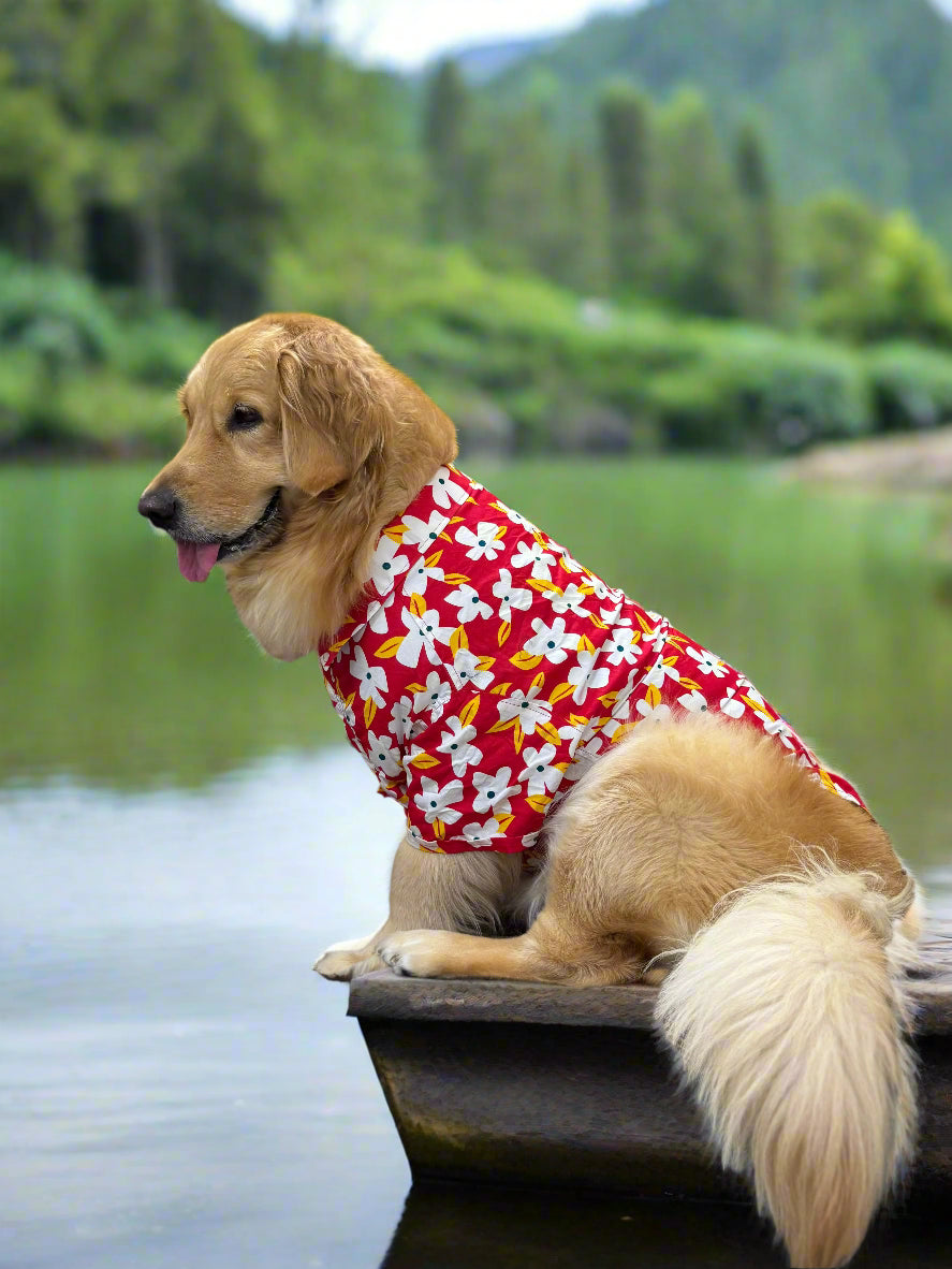 dog wearing red and white flora shirt