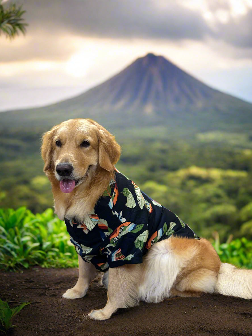 Dog wearing a floral shirt