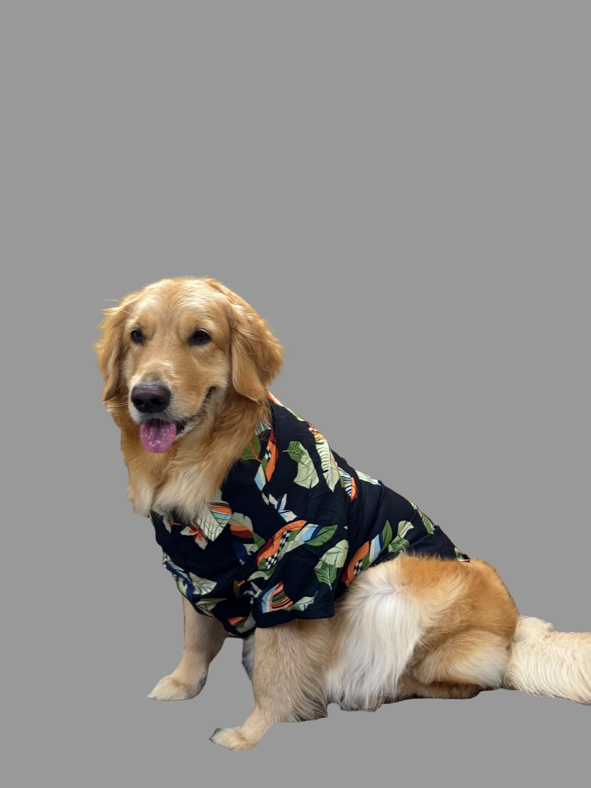 Dog wearing a floral shirt 