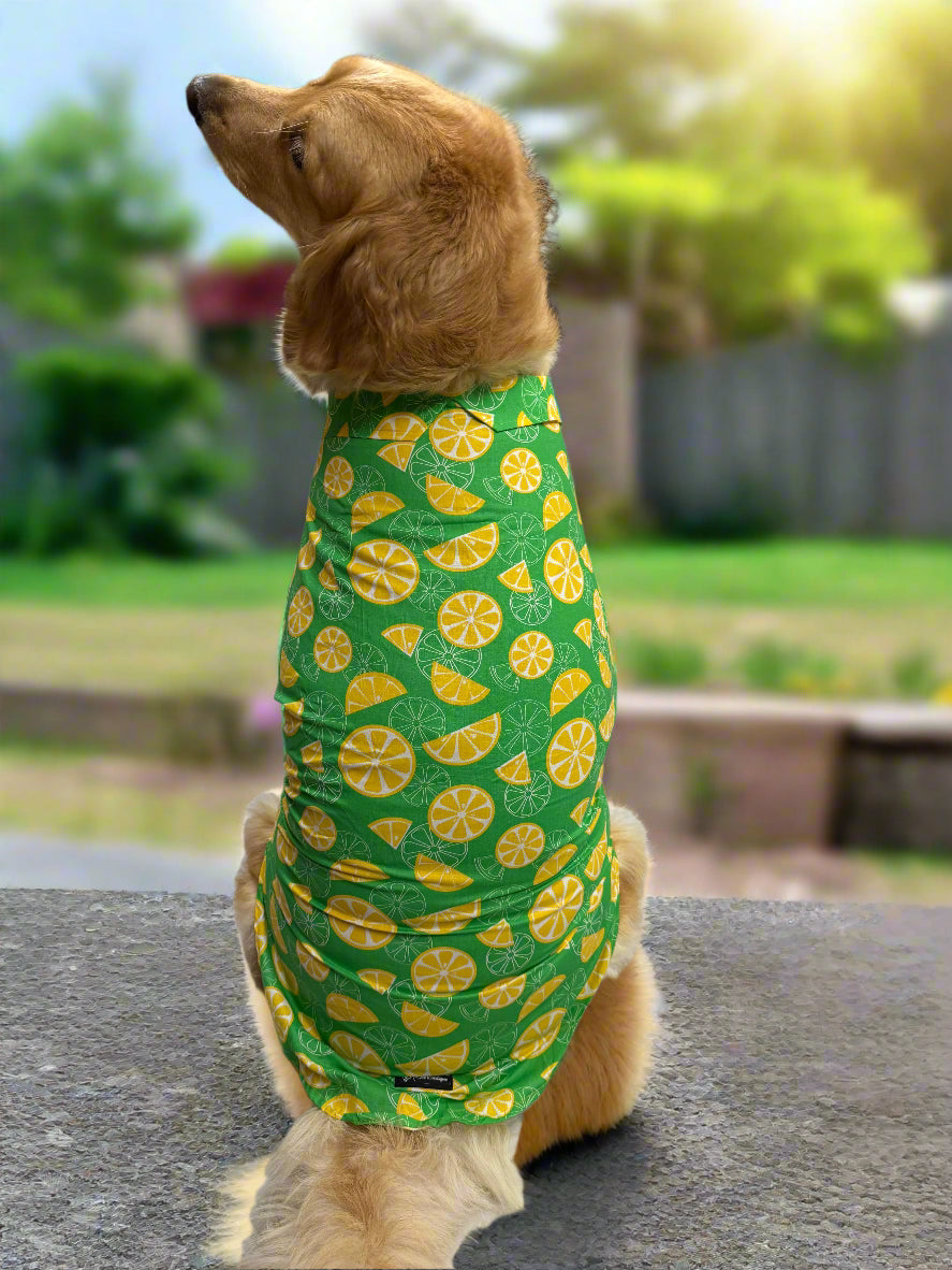 Zesty Citrus Dog Shirt