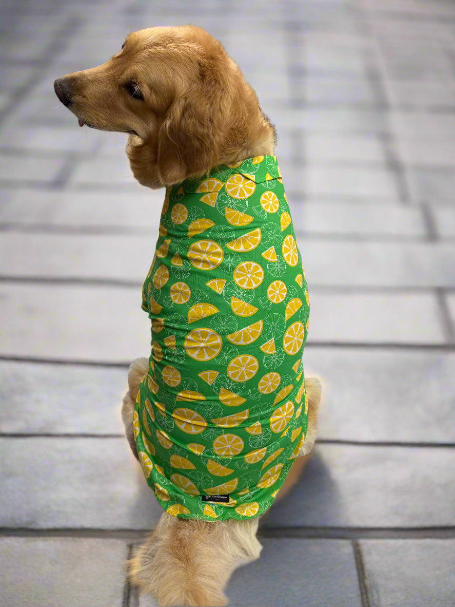 Dog wearing a green shirt with lemon pattern 