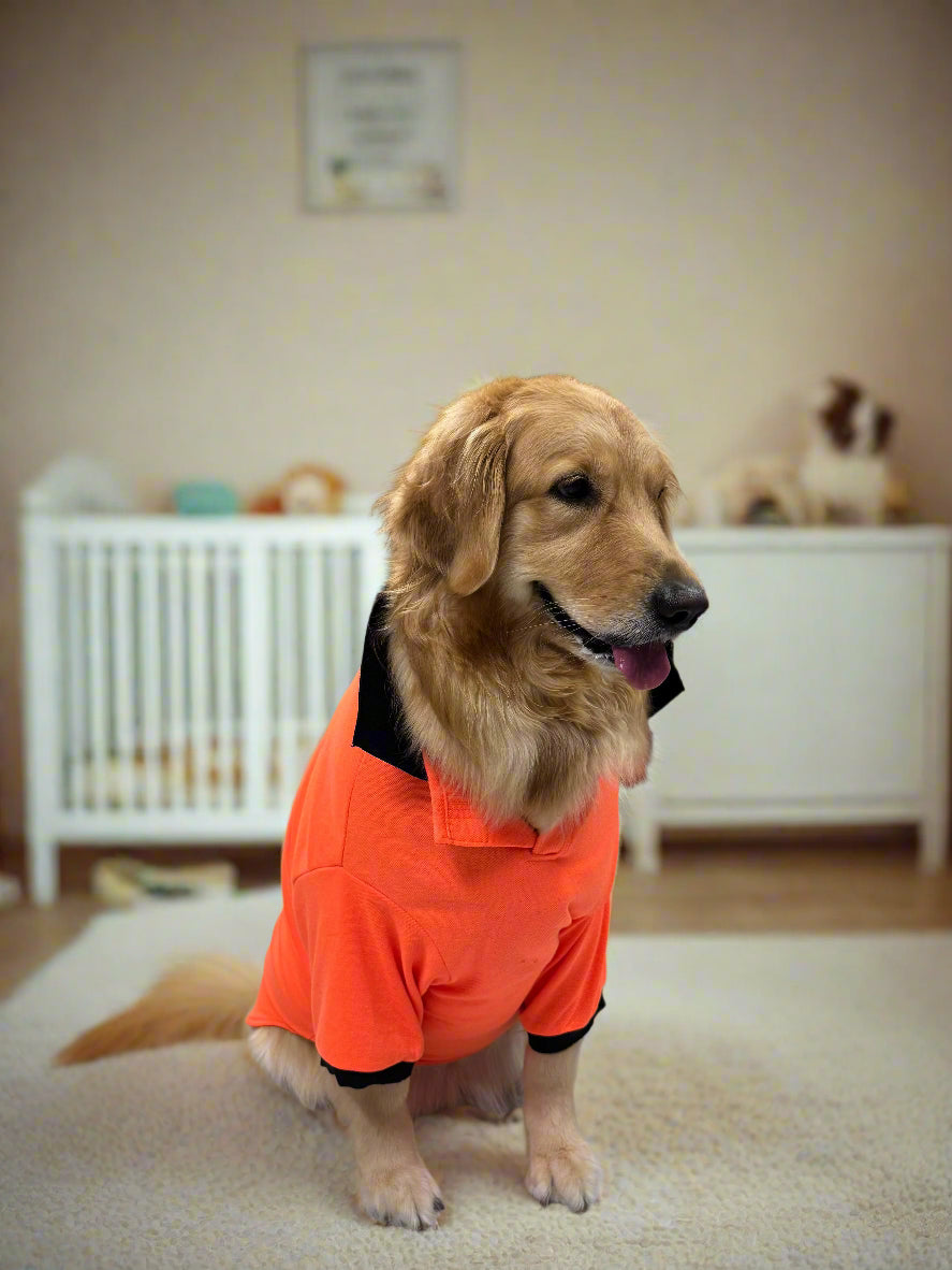Bold Orange T-Shirt with Black Collar