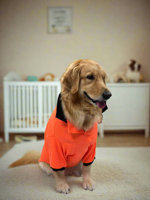 Bold Orange T-Shirt with Black Collar