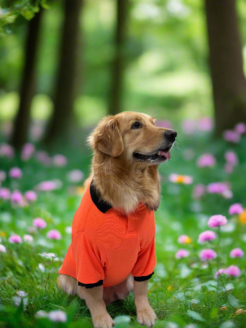 Bold Orange T-Shirt with Black Collar