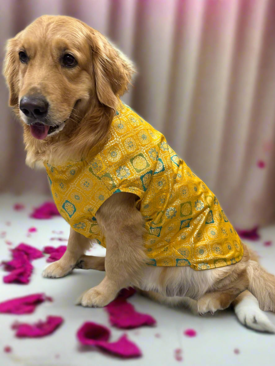 Dog wearing a yellow patterned sherwani outfit 