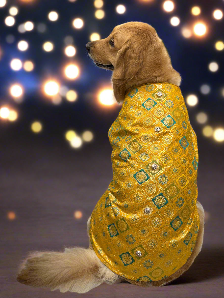 Dog wearing a yellow patterned sherwani with a blurred lights background