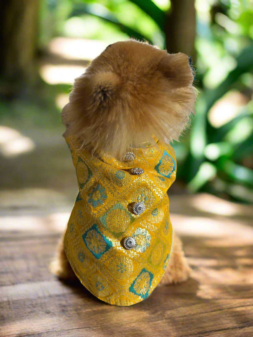 Dog wearing a yellow patterned sherwani with buttons, standing on a wooden surface with a blurred natural background.
