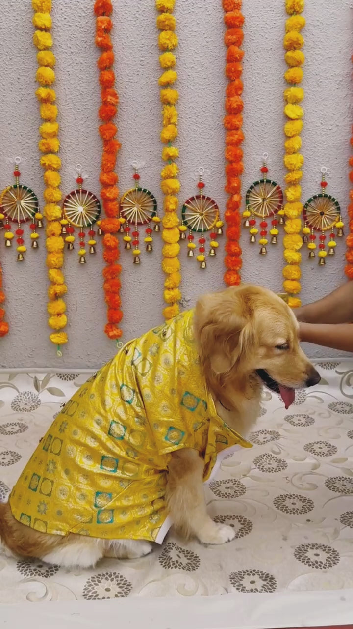 Sunshine Yellow Jama Sherwani
