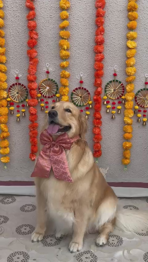 Elegant Peach Dog Sailor Bow